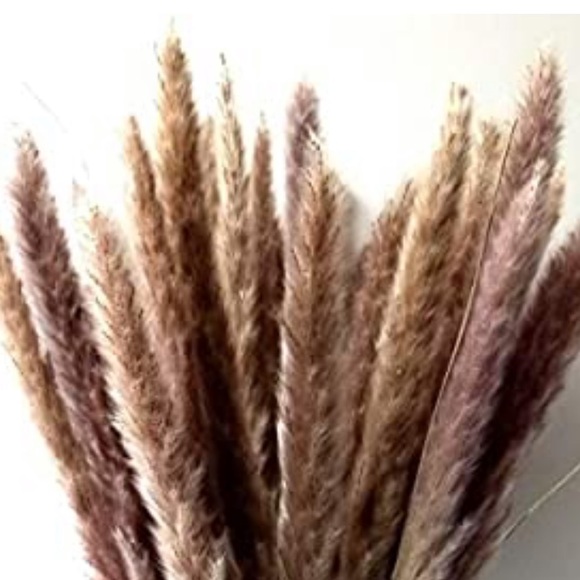60 piece natural pampas grass